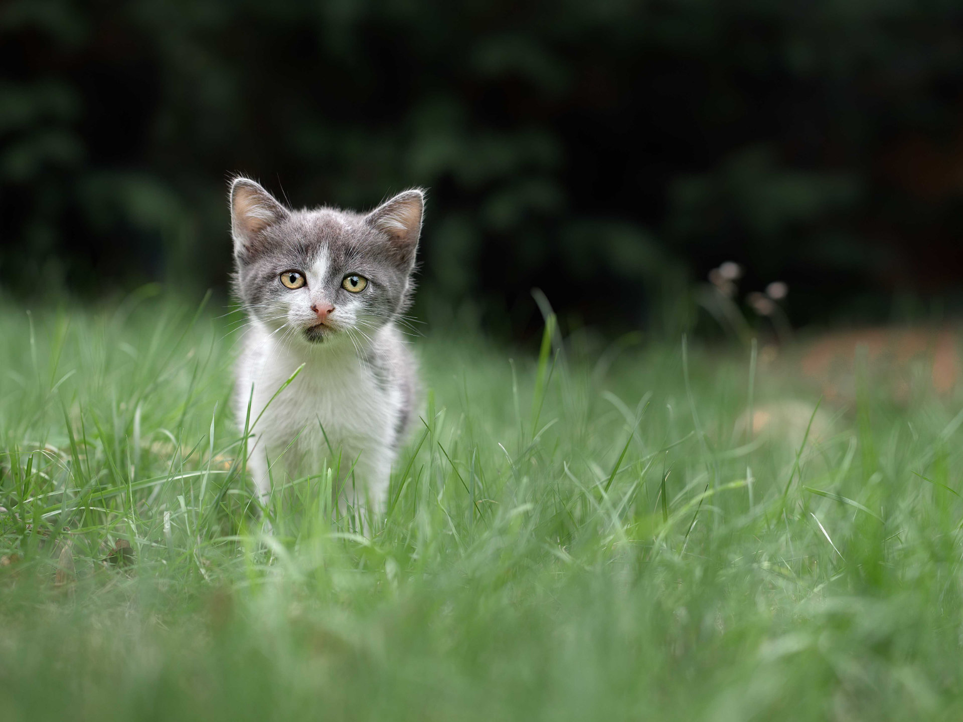 Photo portrait abandon chaton hd 1080p