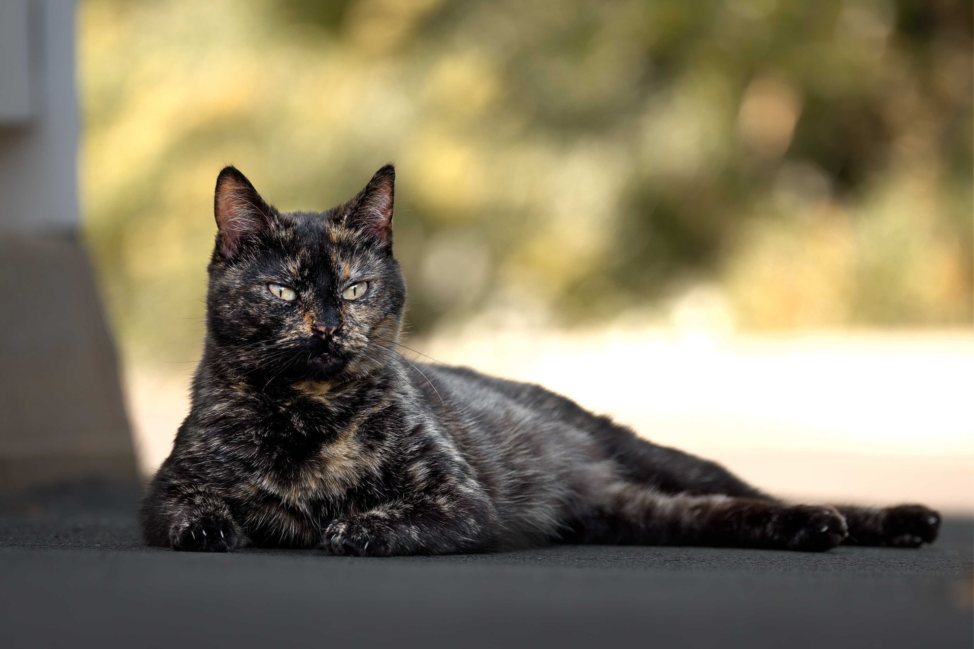 Photo portrait artistique chat ecaille tortue hd 1080p