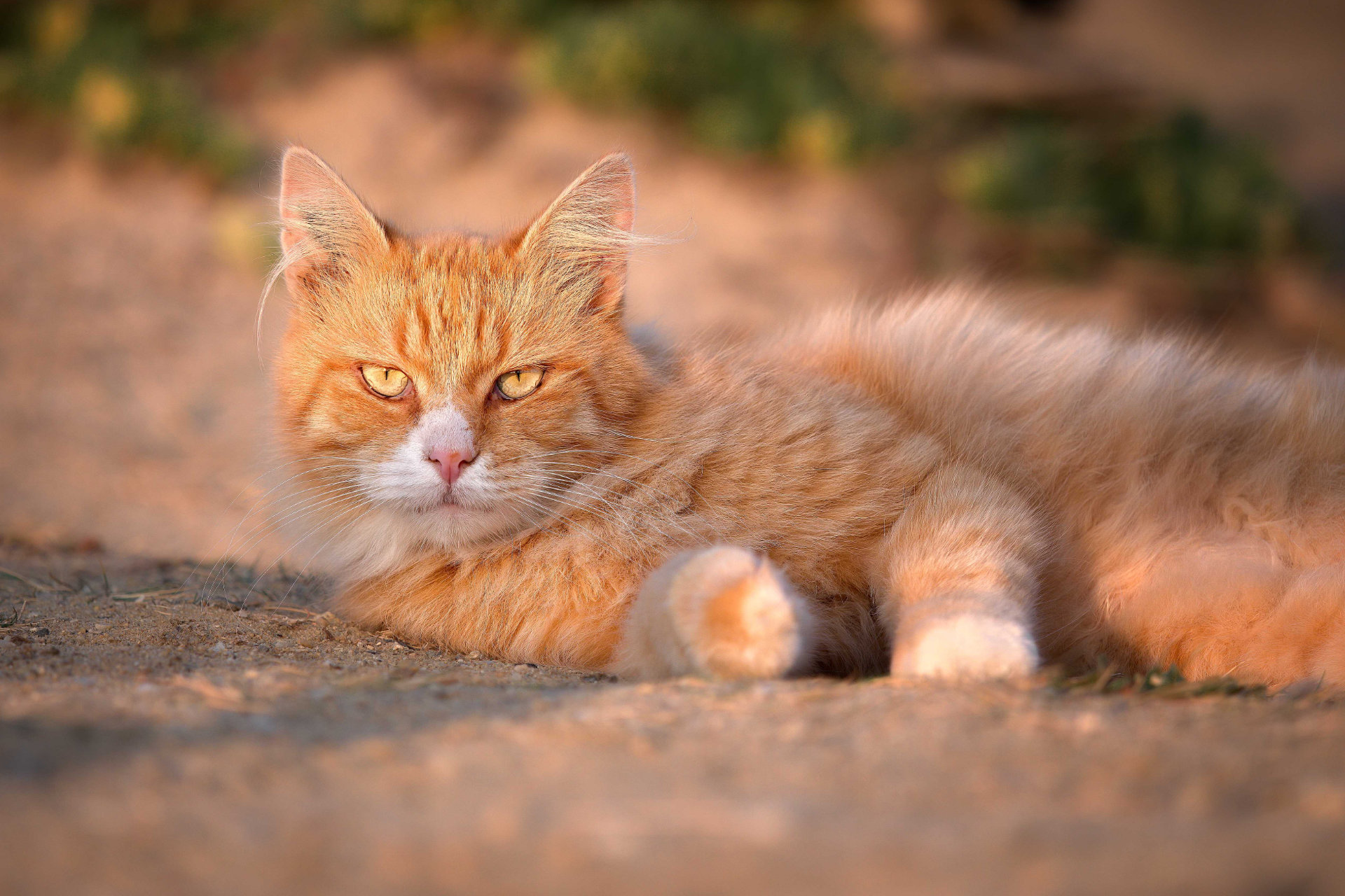Photo portrait artistique chat roux plage hd 1080p