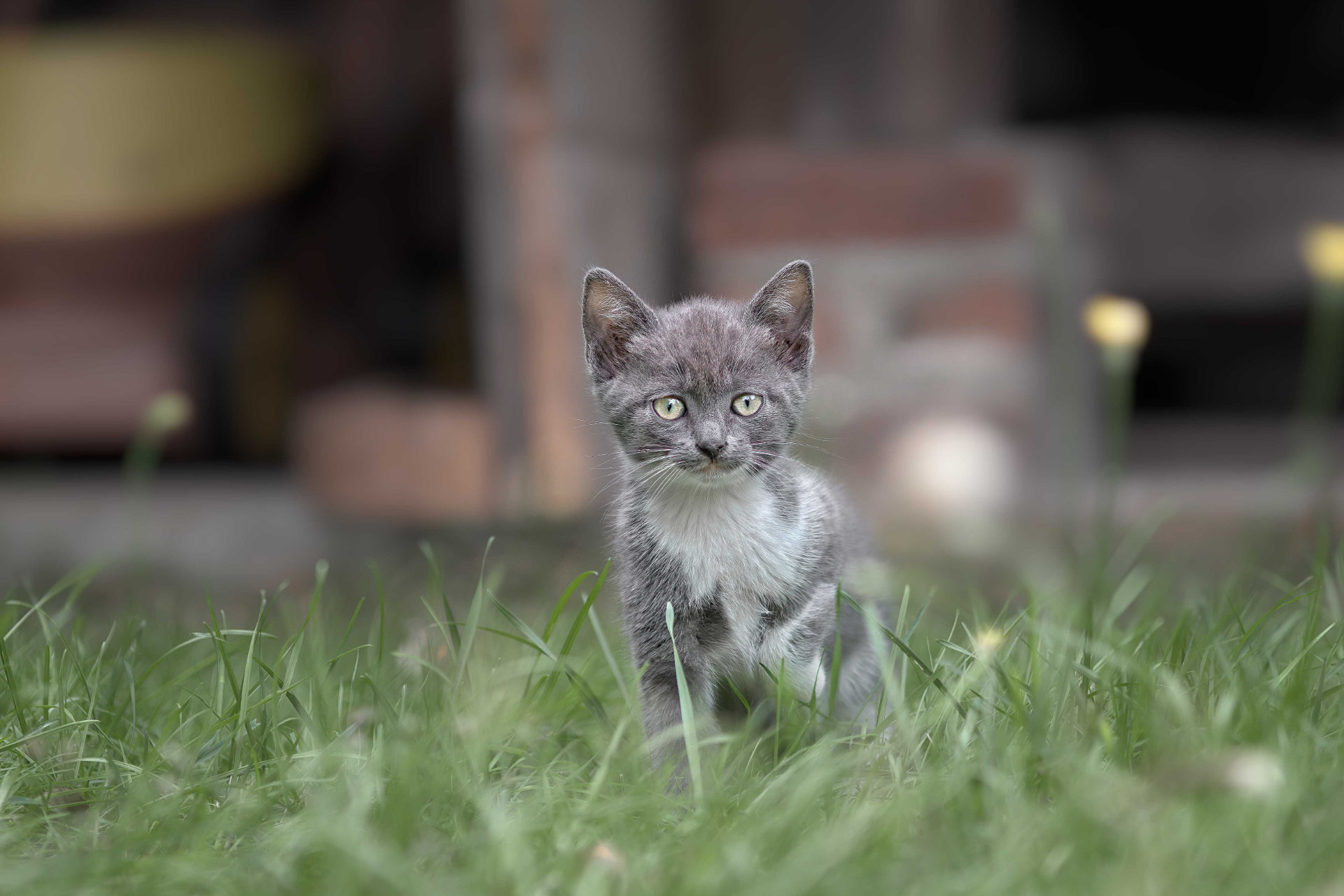 Photo portrait chaton abandonne hd 1080p