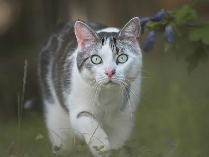 Portrait chat chasse blanc gris noir hd 1080p