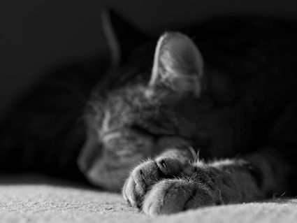 Portrait pattoune chat artistique noir blanc hd 1080p