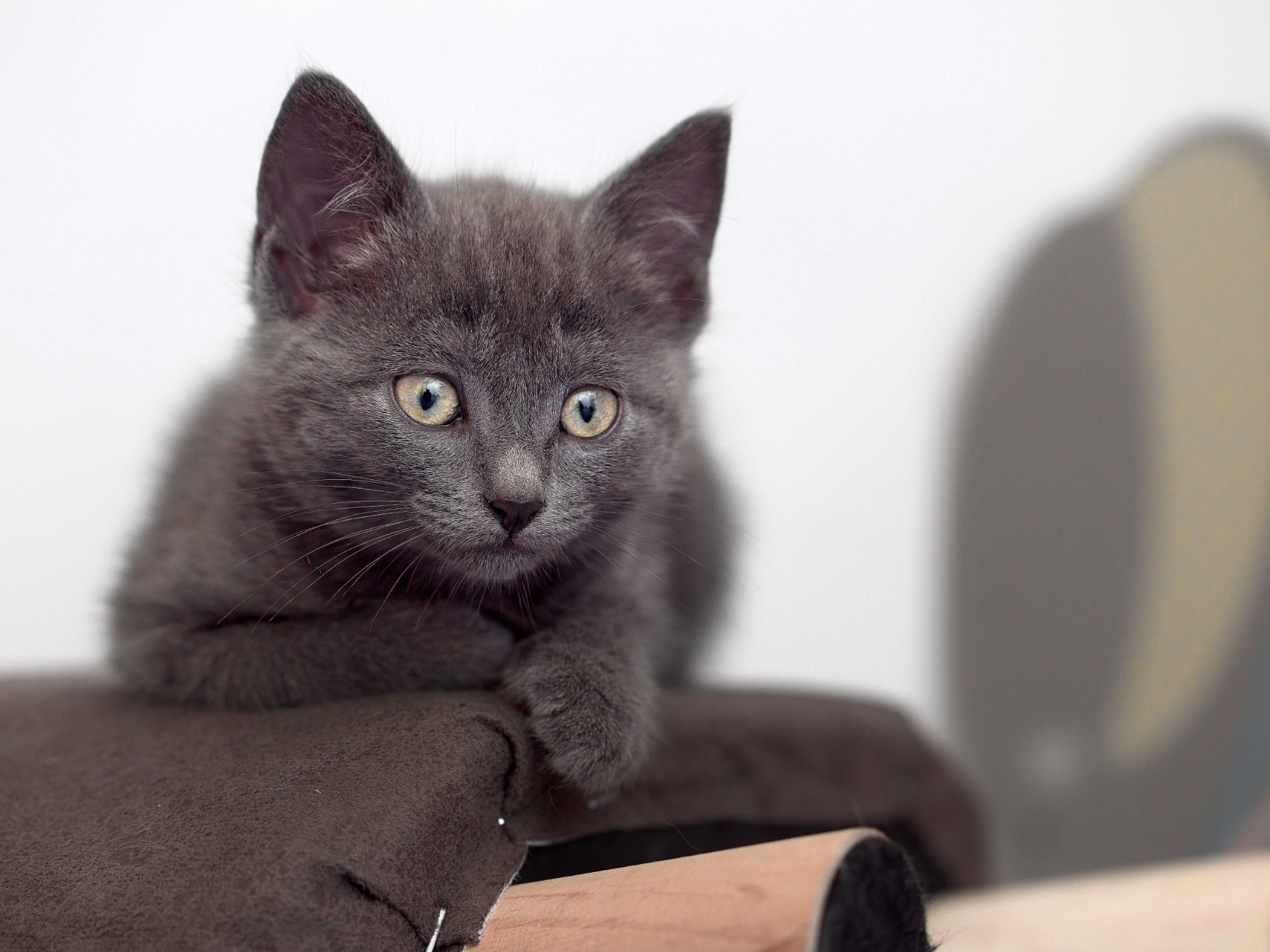Portrait photo artistique chaton gris hd 1080p