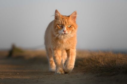 Portrait photo chat cat roux ginger beach hd 1080p