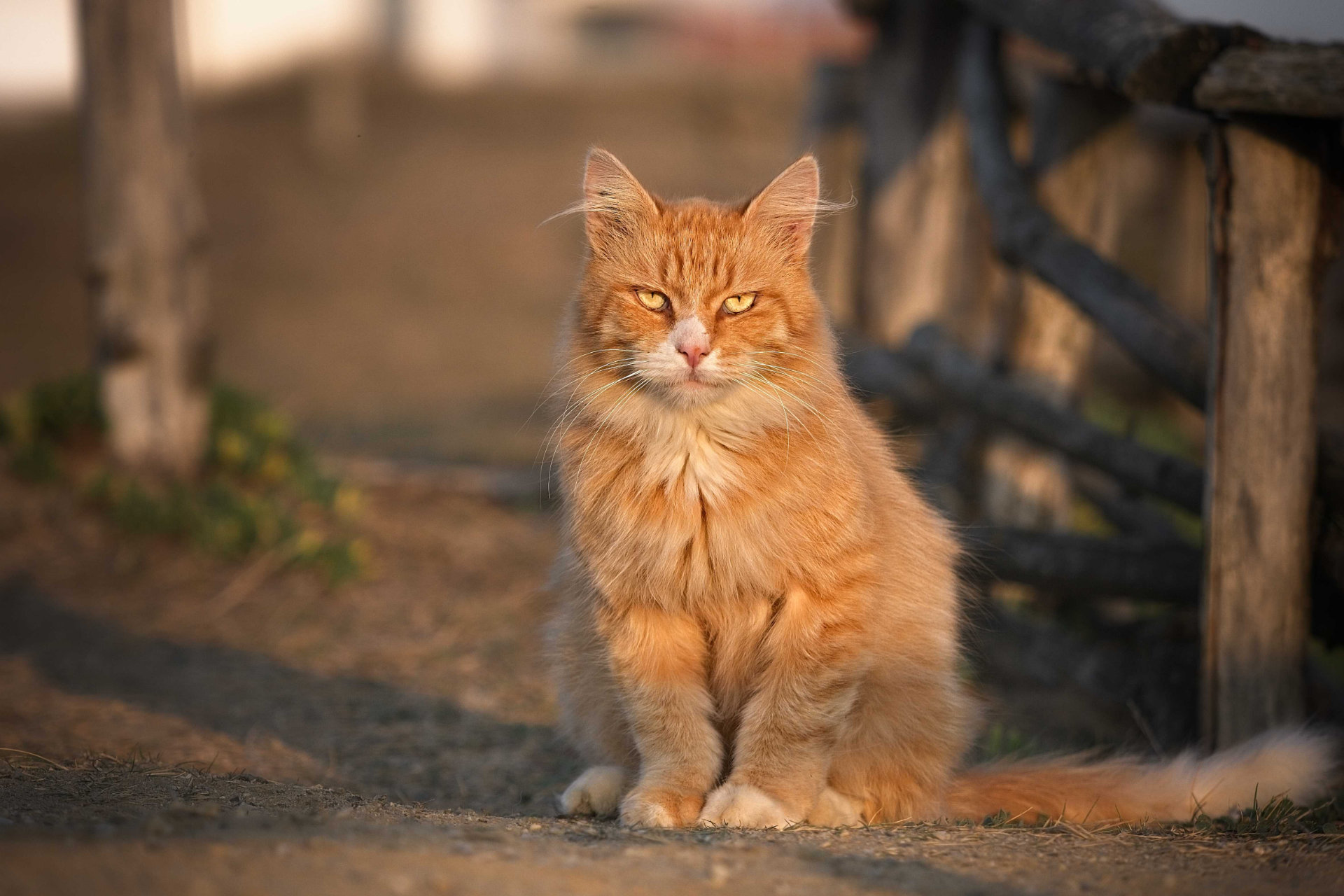 Portrait photo chat cat roux ginger vendee hd 1080p