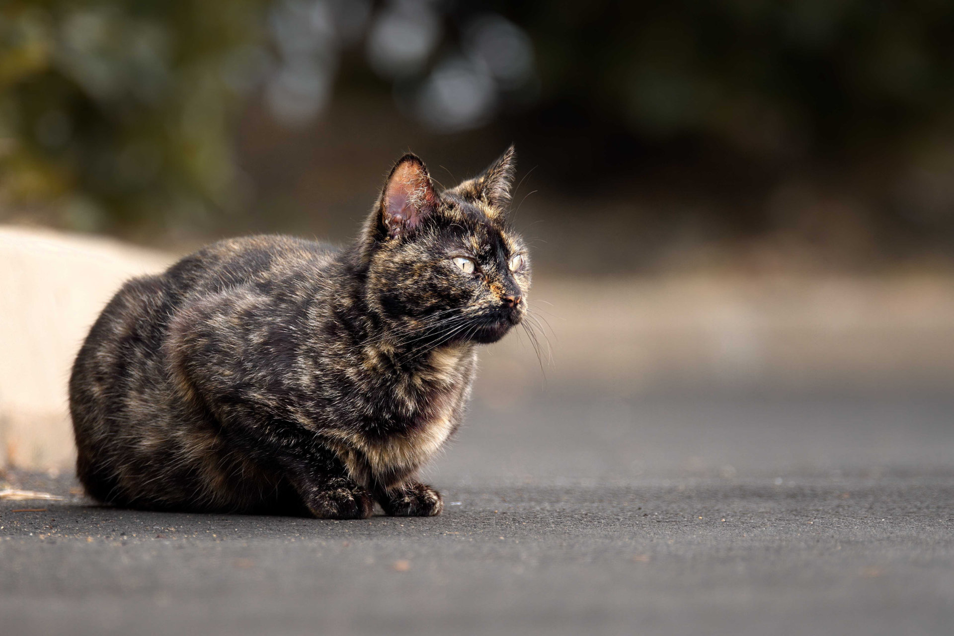 Portrait photo chat chatte ecaille tortue hd 1080p