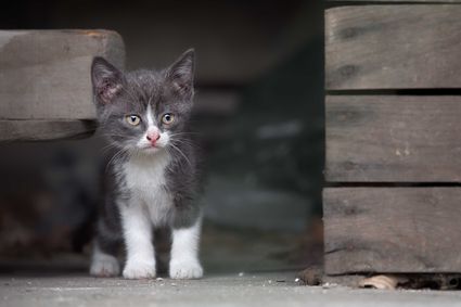 Portrait photo chaton gris blanc hd 1080p