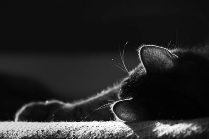 Photo portrait oreille chat noir blanc hd 1080p