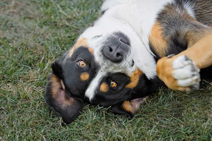 Photo portrait chien bouvier suisse donne la patte hd 1080p