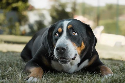 Photo portrait chien bouvier suisse hd 1080p