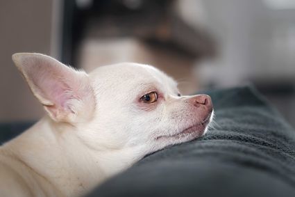 Photo portrait chien chihuahua blanc hd 1080p
