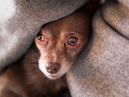 Photo portrait chien chihuahua calin hd 1080p