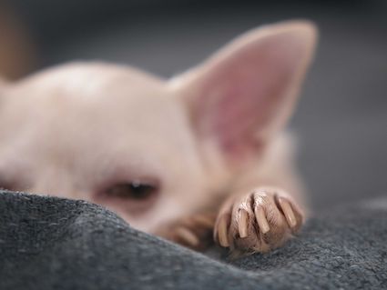 Photo portrait chien chihuahua patte hd 1080p
