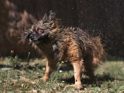 Photo portrait chien secoue eau hd 1080p