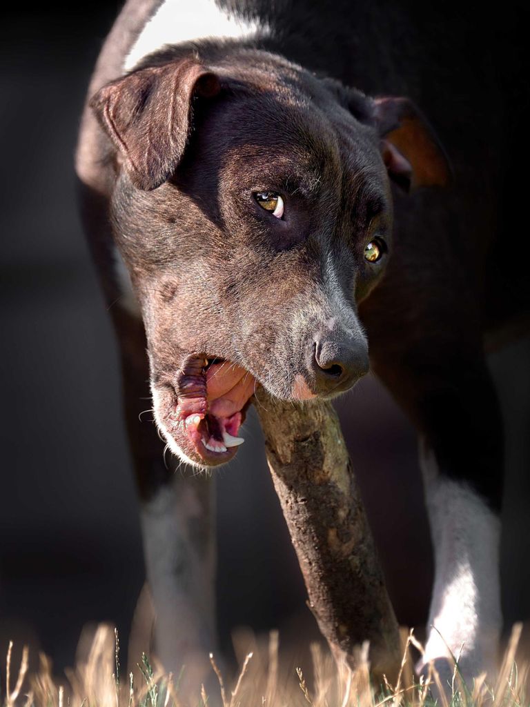 Photo portrait chien baton machouille hd 1080p