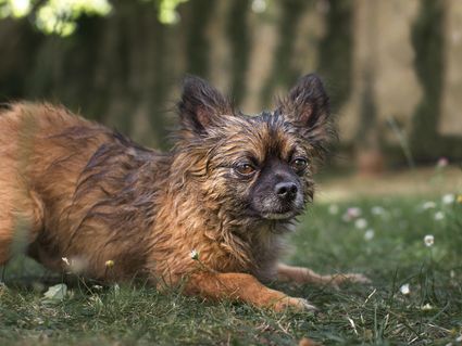 Portrait photo petit chien jardin hd 1080p