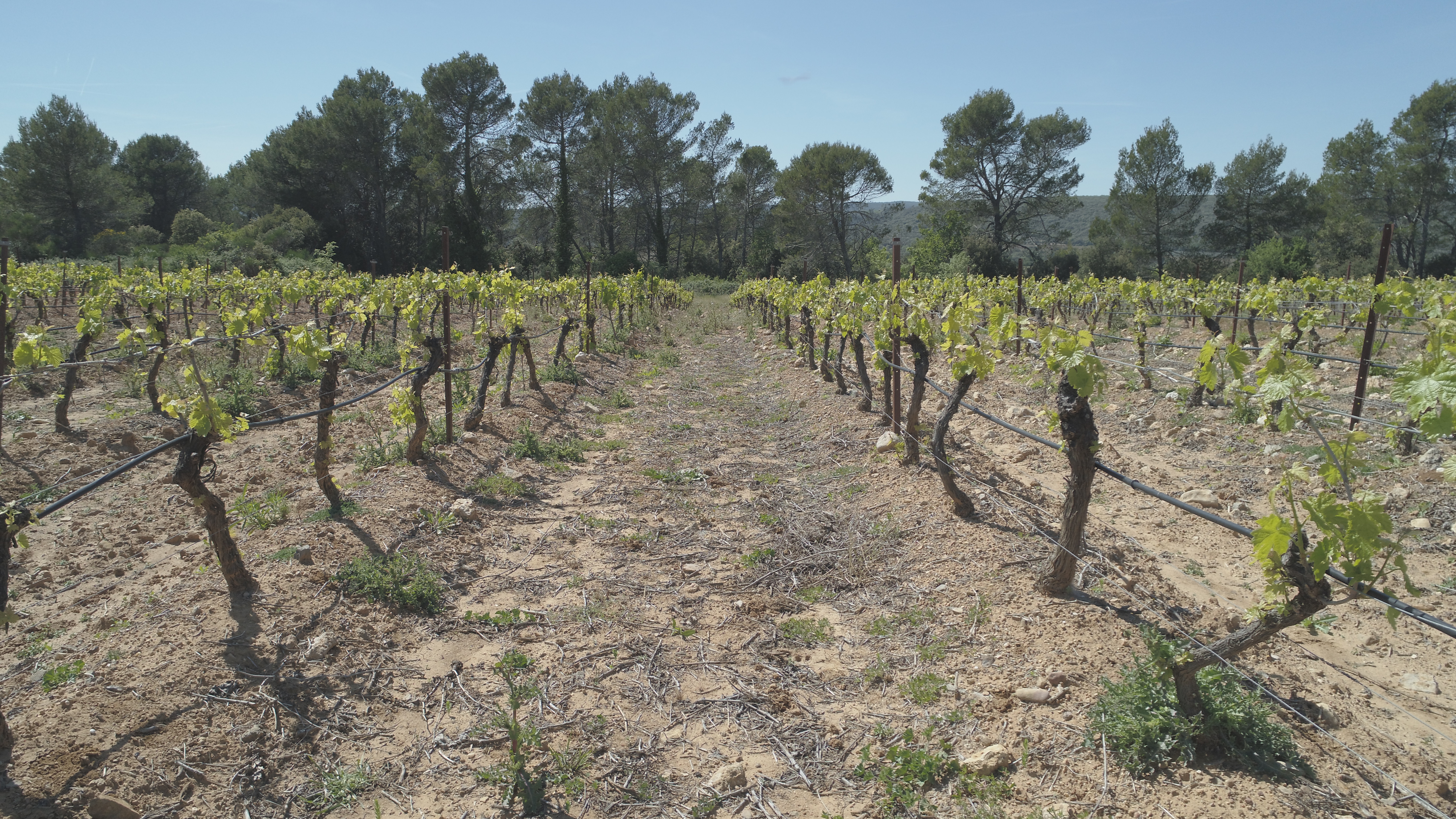 vigne basse altitude