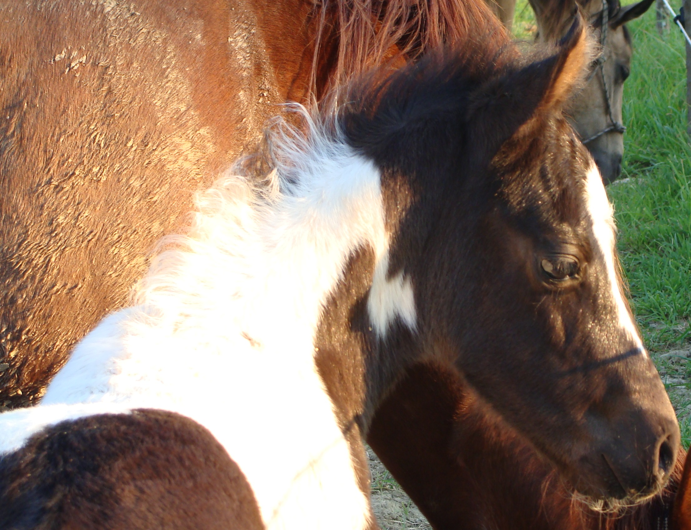 King dsc01059 2