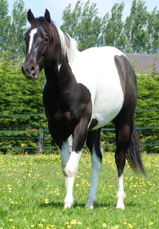 King p1010311