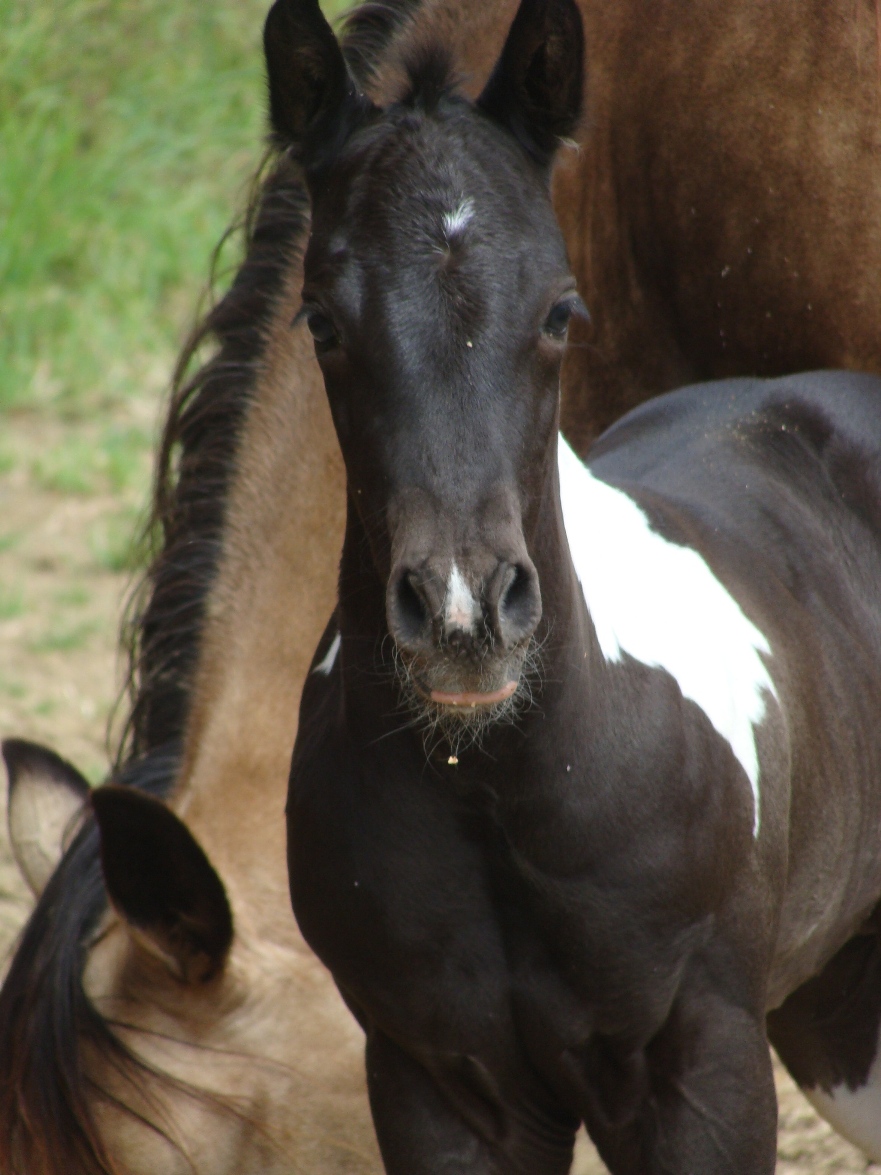 Yuma dsc03601 2