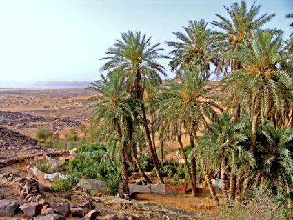 Sahara mauritanie 2cv dunes gps de sert cyril et sylvie palmeraie 1