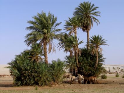 Sahara mauritanie 2cv dunes gps de sert cyril et sylvie palmeraie 5