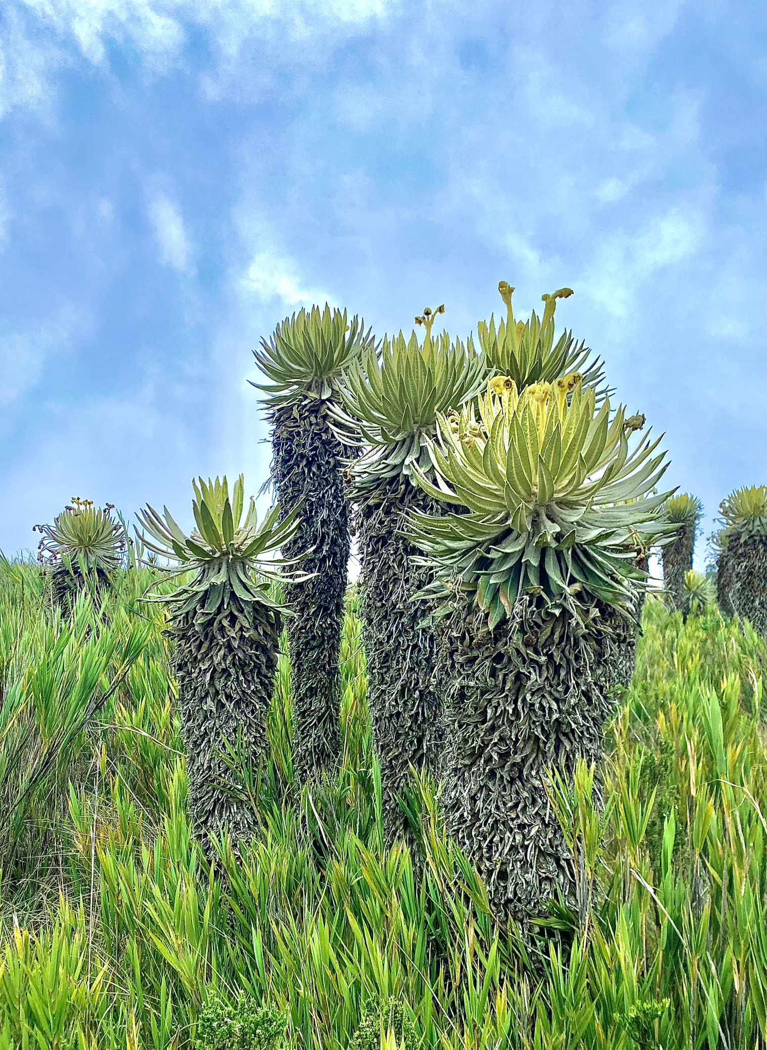 Paramo d'Arcabuco