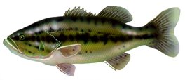 Blackbass