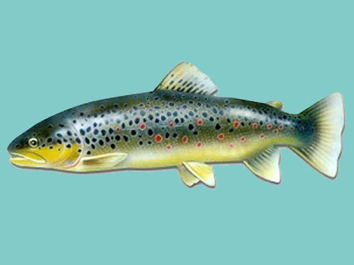 Fish3thumb
