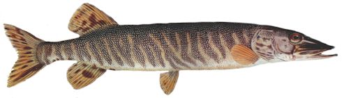 Brochet2