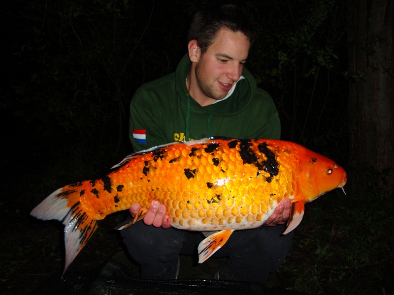 Koi web
