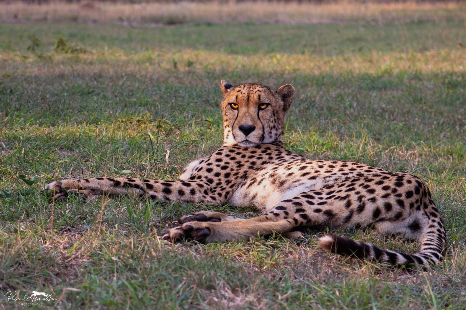 Guepard reserve endoneni rsa grande 