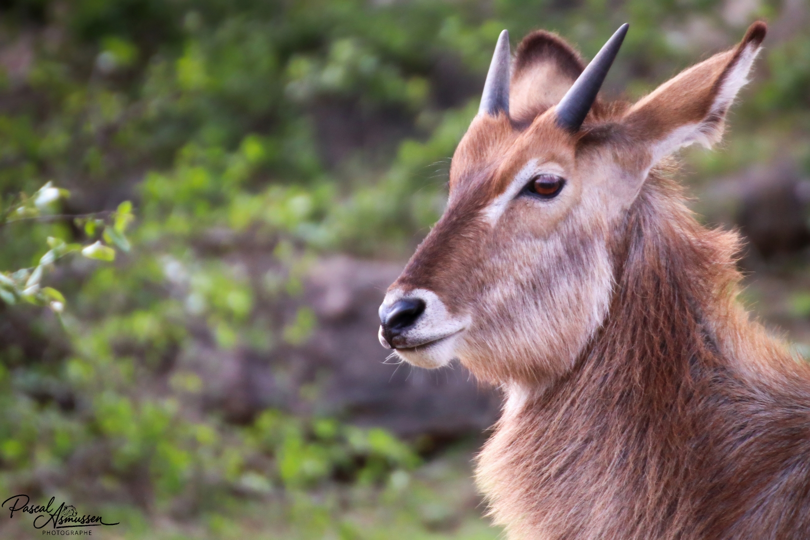 Cobe antilope kruger rsa grande 