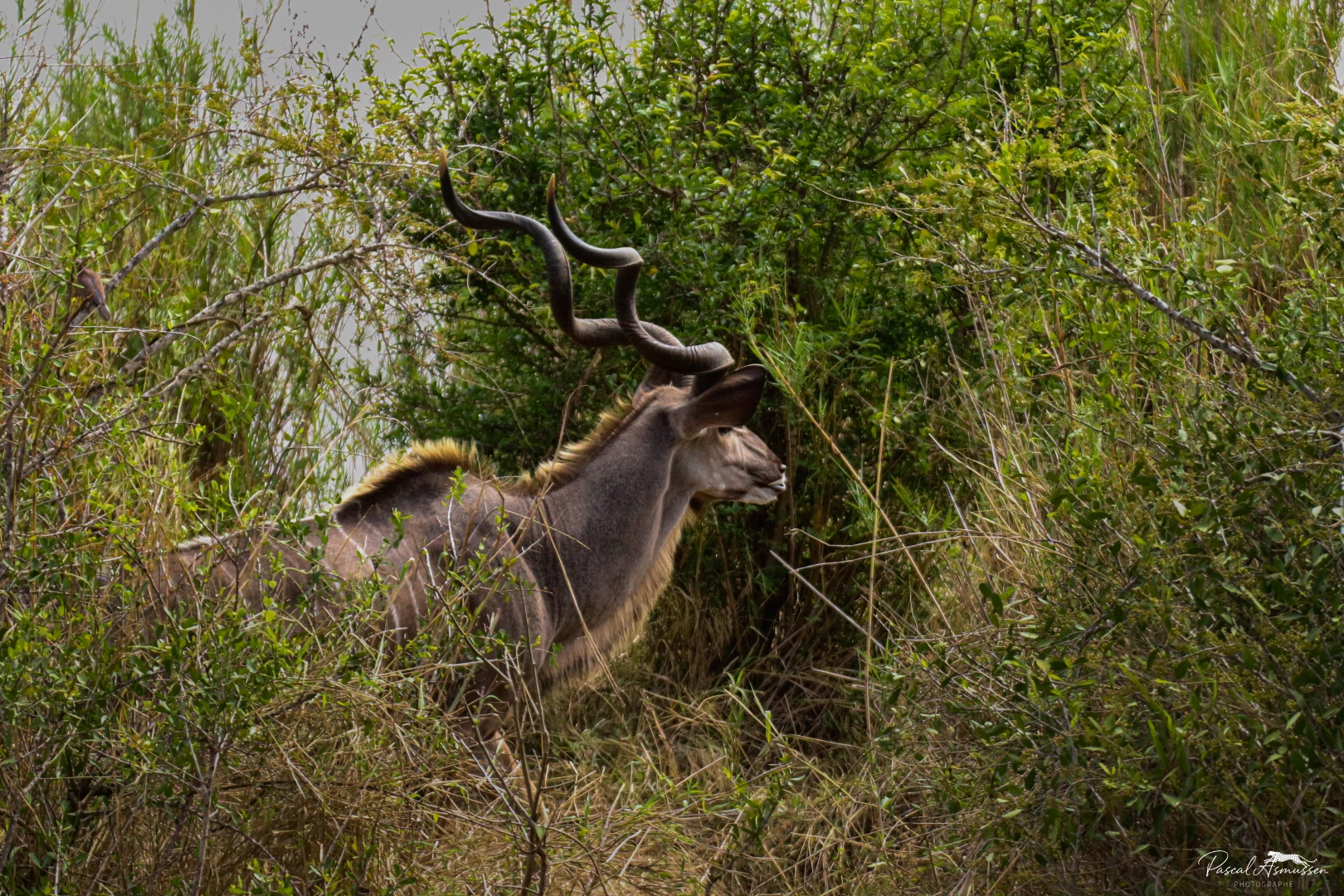 Koudou kruger np rsa grande 