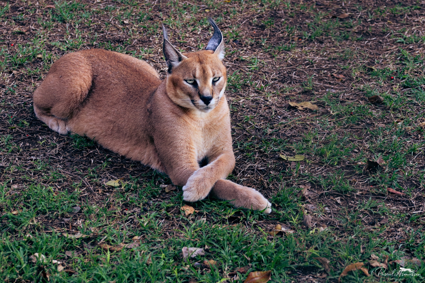 Caracal endoneni reserve rsa grande 