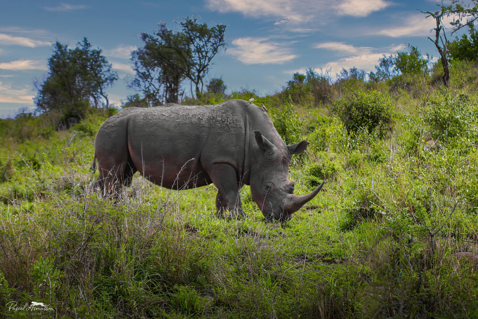 Rhinoceros reserve hluhluwe umfolozi rsa grande 