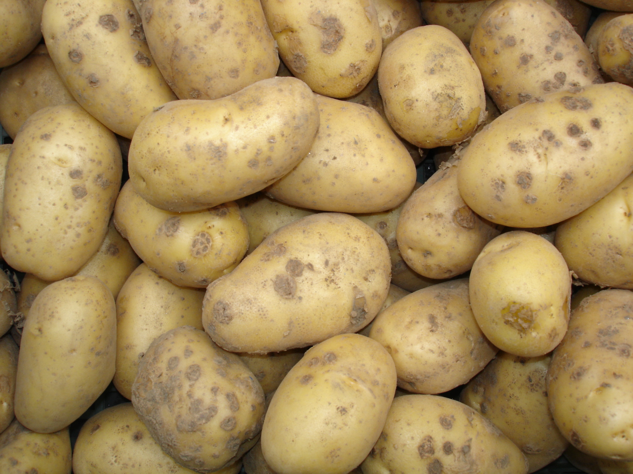 Pommes de terre