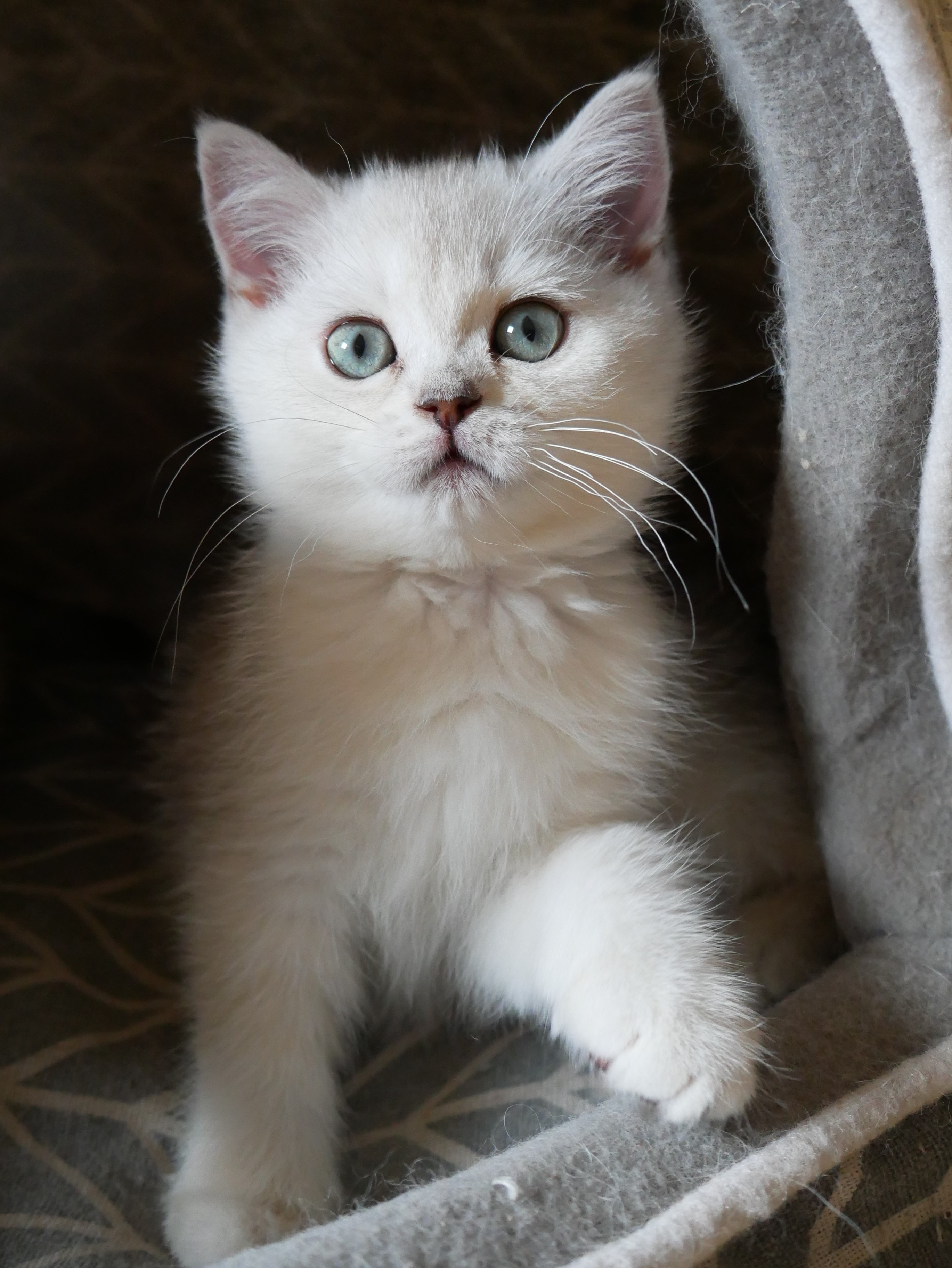 Fem choco silver 10sem 2 