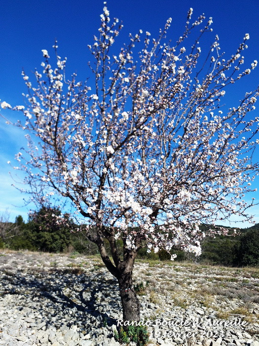 Boucle aureille 4