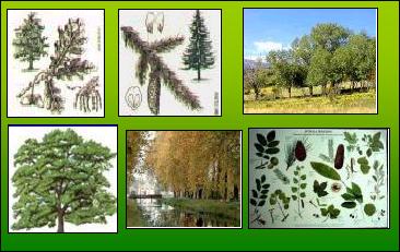 Arbres