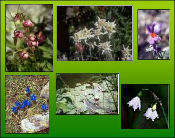 Flore