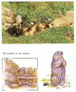 Faune1