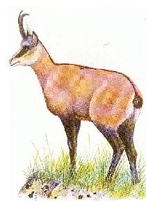 Faune2