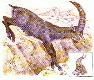 Faune3