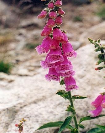 Fleur3