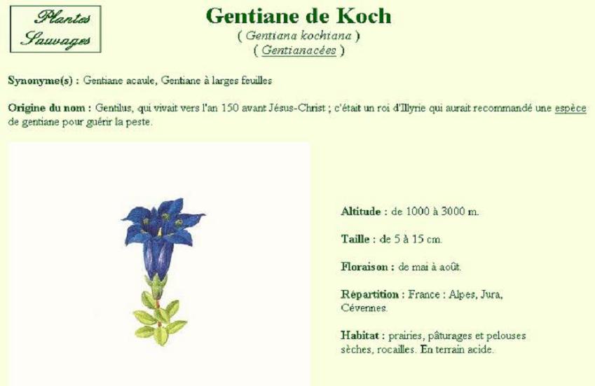 Fleur5