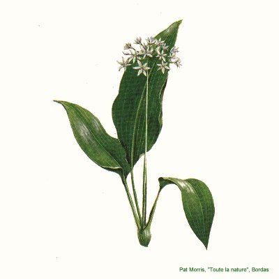 Fleur6
