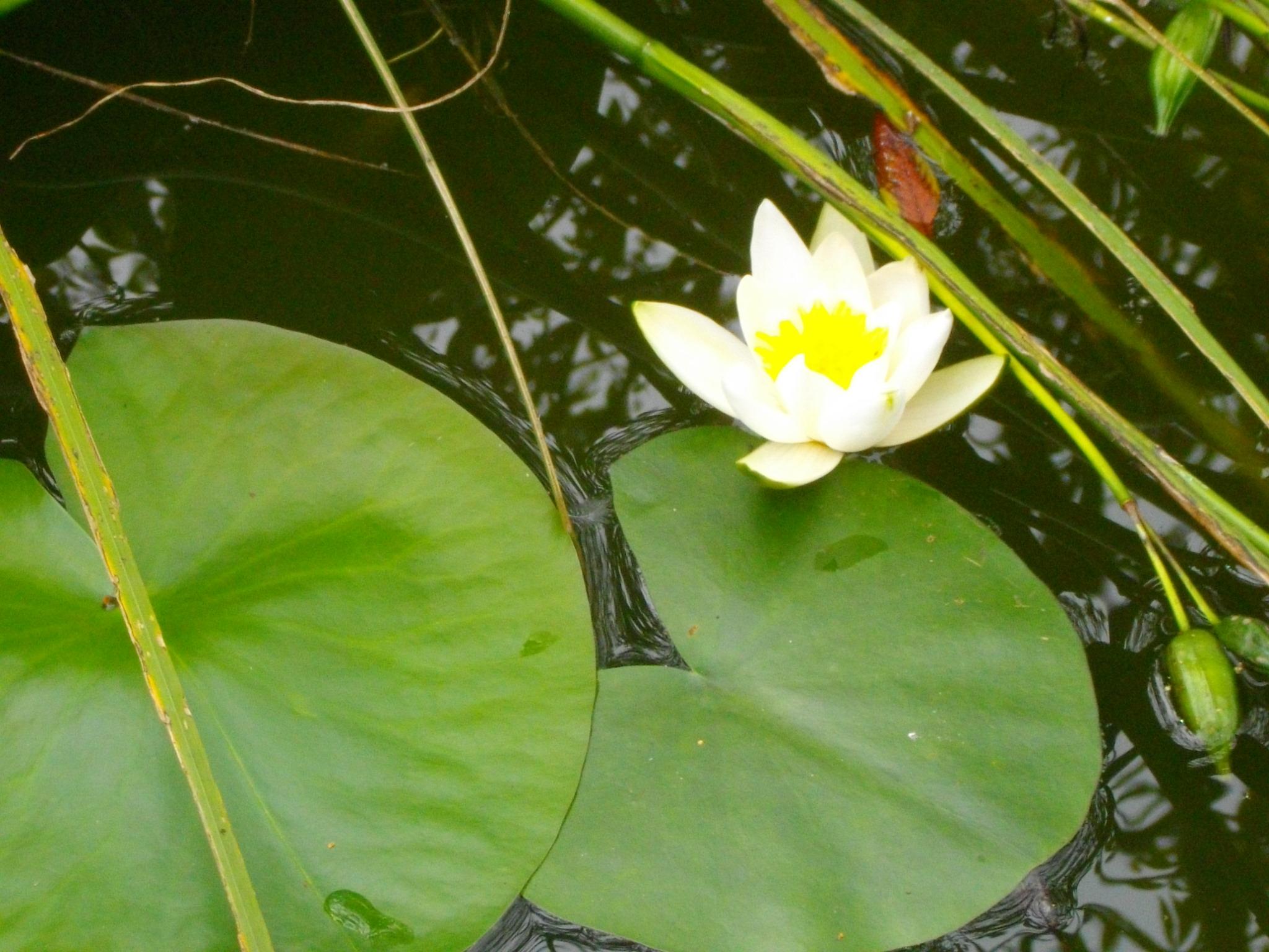 Nenuphar 003