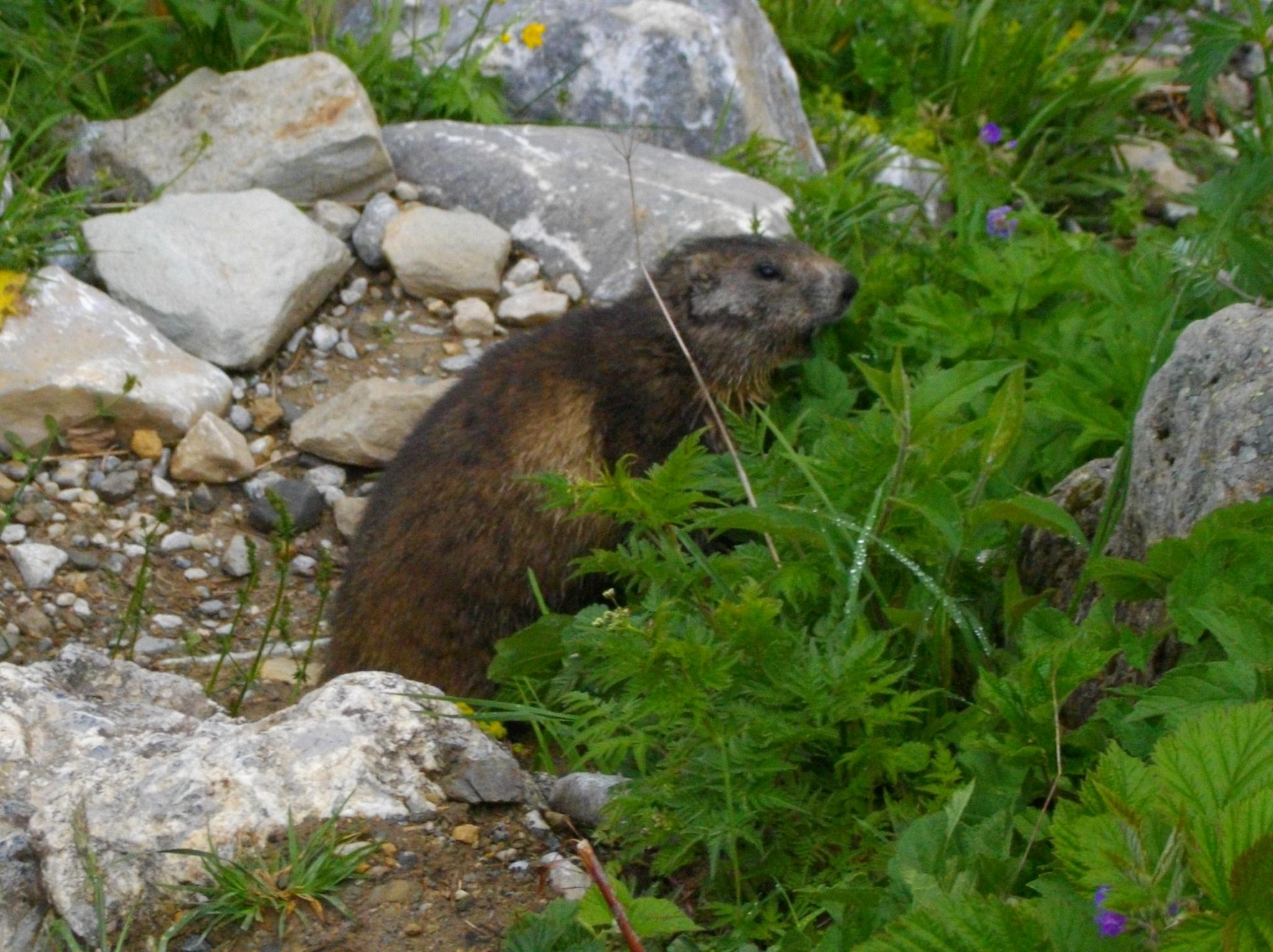 Alpes Juin 2011 15 