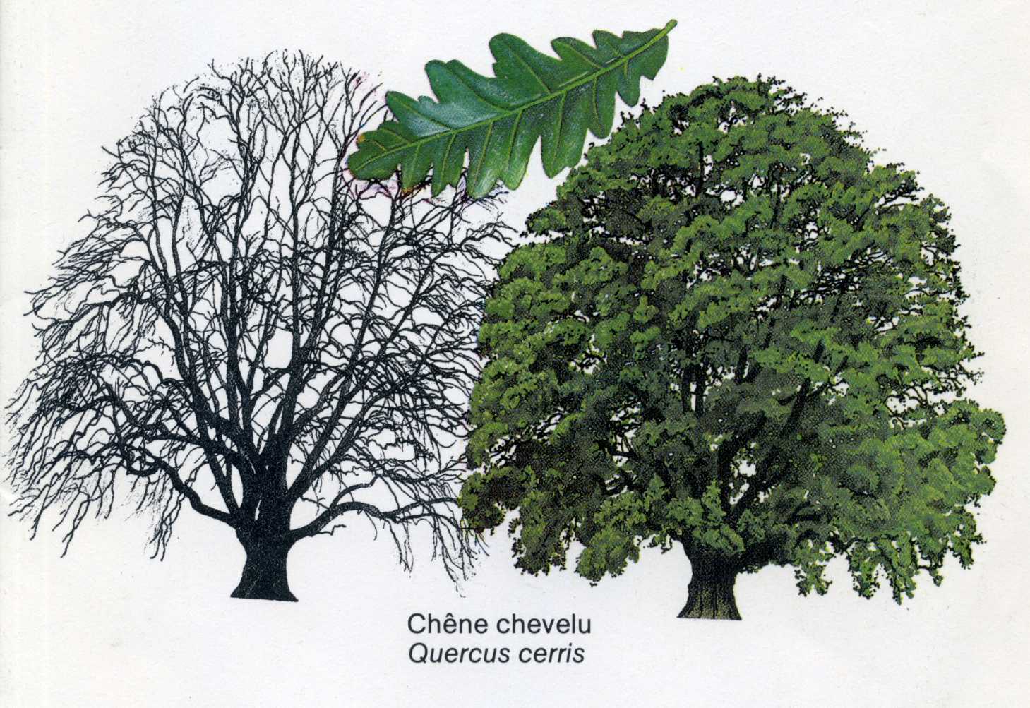 Arbre001